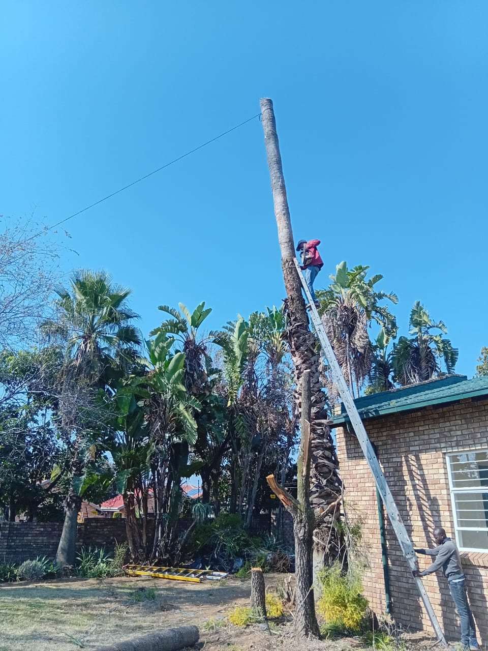 Palm tree work using access equipment